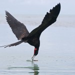 Magnificent Frigatebird (Fregata magnificens)