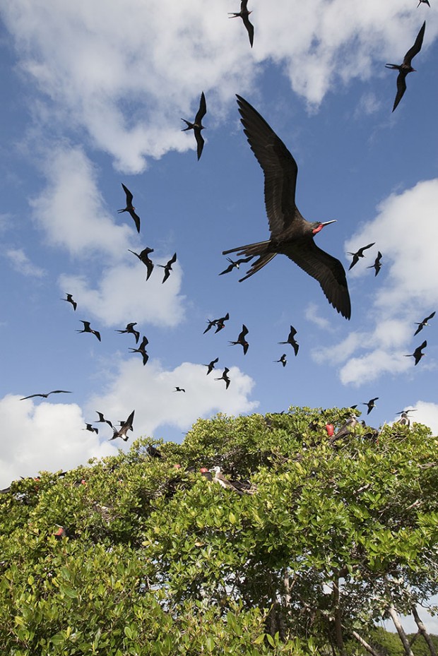 Magnificent Frigatebird (Fregata magnificens)