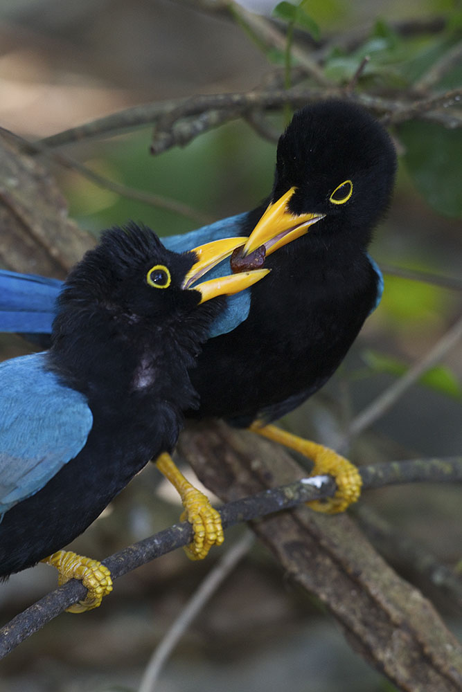 Yucatan Jay (Cyanocorax yucatanicus)