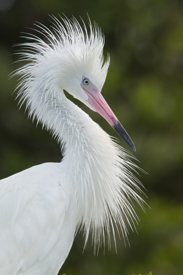 Reddish Egret (Egretta rufescens)