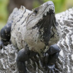 Black Igauna (Ctenosaura similis)