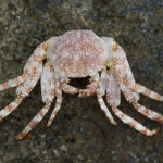 Molted Crab Shell