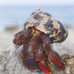 Hermit Crab