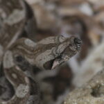 Island Boa