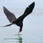 Osprey with Fish (Pandion haliaetus)