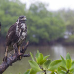 Osprey with Fish (Pandion haliaetus)