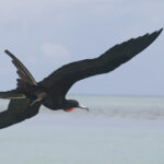 Osprey with Fish (Pandion haliaetus)