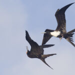 Osprey with Fish (Pandion haliaetus)