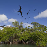 Osprey with Fish (Pandion haliaetus)