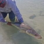 Casa Blanca Fly Fishing Lodge Snook