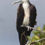 Osprey with Fish (Pandion haliaetus)