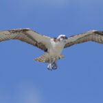 Osprey with Fish (Pandion haliaetus)