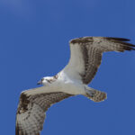 Osprey with Fish (Pandion haliaetus)