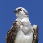 Osprey with Fish (Pandion haliaetus)