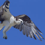 Osprey with Fish (Pandion haliaetus)