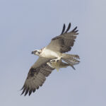 Osprey with Fish (Pandion haliaetus)