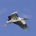 Osprey with Fish (Pandion haliaetus)