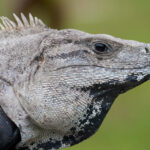 Black Iguana (Ctenosaura similis)